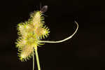 Dwarf umbrella-sedge